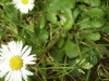 Daisy (Bellis perennis)