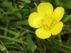 Buttercup (Ranunculis acris)