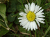 Daisy (Bellis perennis)