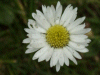 Daisy (Bellis perennis)