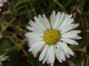 Daisy (Bellis perennis)