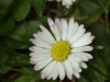 Daisy (Bellis perennis)