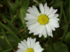 Daisy (Bellis perennis)