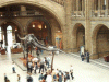 Main foyer of Natural History Museum