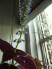 Coleus plant and flowers