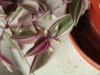 Tradescantia Tricolour