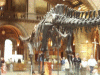 Hurrah - made it to the Natural History Museum