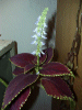 Coleus plant and flowers