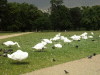 Mute swans preening themselves near the Round Lake