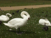 Mute swans preening themselves near the Round Lake