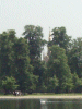 Golden spire of the Albert Memorial rising above the trees