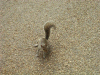 Grey Squirrel