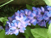 Blue Flowers