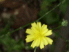 Yellow Flower