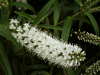 Bushy white flowers></A>
   <a href=