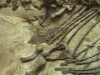 Fossil Ichtheosaurus Embryo in Ichtheosaurus