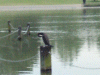 The Serpentine Lake with a Cormorant preening itself