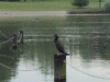 The Serpentine Lake with a Cormorant preening itself