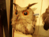 NHM Owl with Pencil in its ear