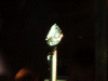 One of the Diamonds of the Millennium Jewels (presented by De Beers)