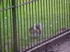 Squirrel of the South Walk Gardens