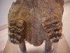 Ancient elephant teeth