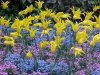 Spring Flowers of South Walk Gardens