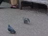 Squirrel and Pigeon