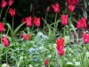 Spring flowers of South Walk Gardens, Kensington Gardens