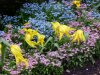 Spring flowers of South Walk Gardens, Kensington Gardens