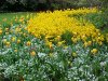Spring flowers of Kensington Gardens
