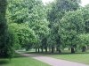 Greenery in Kensington Gardens