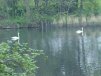 Swans on the Serpentine