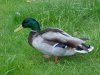 Mallard Duck