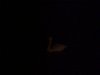 Swan on the Thames at night