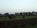 Some horses near Hatton