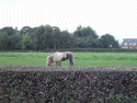 Some horses near Hatton