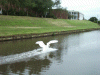 Mute swan landing on the canal