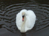 Mute Swan