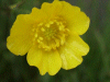 Meadow Buttercup (Ranunculus acris)