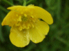 Meadow Buttercup (Ranunculus acris)