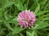 Red Clover (trefolium repens)
