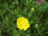Meadow Buttercup (Ranunculus acris)