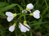 Cuckoo Flowers (Cardamine pratensis agg)