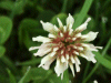 White Clover/Dutch Clover (Trifolium repens)