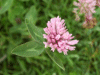 Red Clover (trefolium repens)