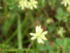 Black Medick (Medicago lupulina)