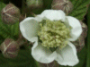 Bramble/Blackberry flower (Rubus fruticosus agg)