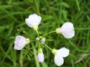 Cuckoo Flowers (Cardamine pratensis agg)