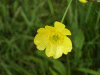 Meadow Buttercup (Ranunculus acris)